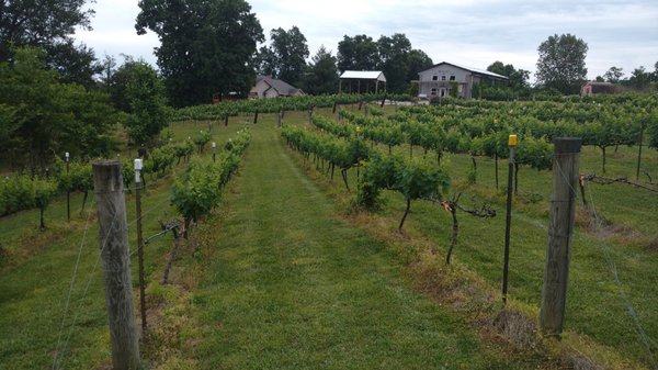 Lexington Vineyard & Winery